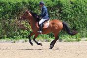Ocasion, pony D