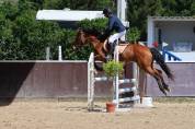 Ocasion, pony D