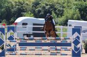 Ocasion, pony D