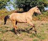 Cheval lusitanien