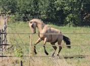 Cheval lusitanien