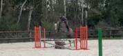 Hongre 5 ans gros moyens 