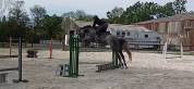 Hongre 5 ans gros moyens 