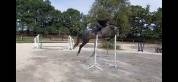 Hongre 5 ans gros moyens 