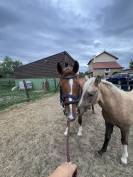 Mare French Saddle Pony For sale 2023 Liver chestnut