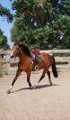 Hongre 3 ans debourr&eacute; PFS x SF