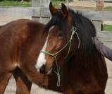 Hongre 3 ans debourr&eacute; PFS x SF