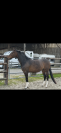 Jolie jument SF 7 ans