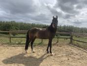 Cheval pour cavalier confirm&eacute; - d&eacute;licat/ &eacute;motif