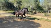Caballo castrado Origine Constat&eacute;e En venta 2019 Negro por country man du vallon ph