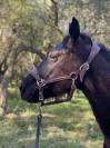 Caballo castrado Origine Constat&eacute;e En venta 2019 Negro por country man du vallon ph