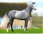 Poulain SF Ulmar mail x Champs elysees x Le tot
