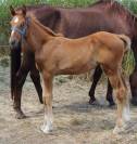 Poulain SF qoud'coeur de la loge x rosire 