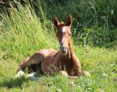 Poulain SF qoud'coeur de la loge x rosire 