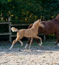 Superbe pouliche palomino 