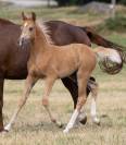 Superbe pouliche palomino 