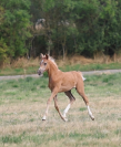 Superbe pouliche palomino 