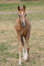 Superbe pouliche palomino 