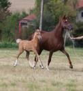 Superbe pouliche palomino 