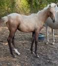 Poulain SF palomino