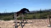Caballo castrado salto 2021