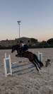 Caballo castrado salto 2021