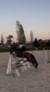 Caballo castrado salto 2021
