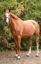 Jument 5 ans , zangersheide