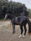 Quarter/Paint gentil poulain