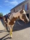 Cheval de loisir