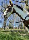 Cheval de loisir