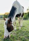 Cheval de loisir