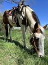 Cheval de loisir