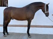 Potro hispano/Arabe al 75%