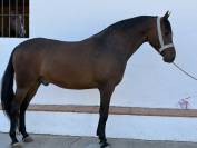 Potro hispano/Arabe al 75%