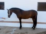 Potro hispano/Arabe al 75%