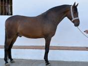 Potro hispano/Arabe al 75%
