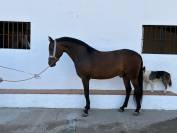 Potro hispano/Arabe al 75%