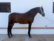 Potro hispano/Arabe al 75%