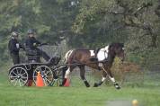 Cheval de loisir 6 ans
