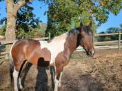 Cheval de loisir 6 ans