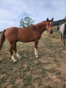 4 ans hongre Canabis d'Albain X Veneur d'Etenclin
