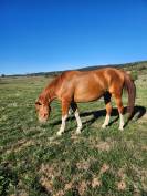 4 ans hongre Canabis d'Albain X Veneur d'Etenclin