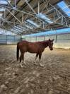 4 ans hongre Canabis d'Albain X Veneur d'Etenclin