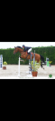 cheval &agrave; vendre : Gavroche de Gineau 
