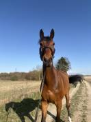 cheval &agrave; vendre : Gavroche de Gineau 