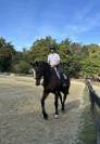Cheval &agrave; louer 