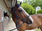 Cheval &agrave; louer 