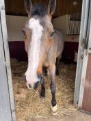 Cheval &agrave; louer 