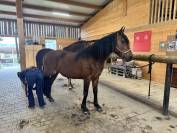 Jument 4 ans Frison-espagnole 
